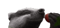 Hungry James Corden Sticker by Peter Rabbit Movie