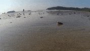 Beach Mar GIF by jorgemariozuleta
