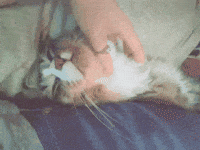 cats ball kitty sleepy fur GIF