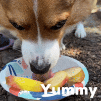 Dog Corgi GIF