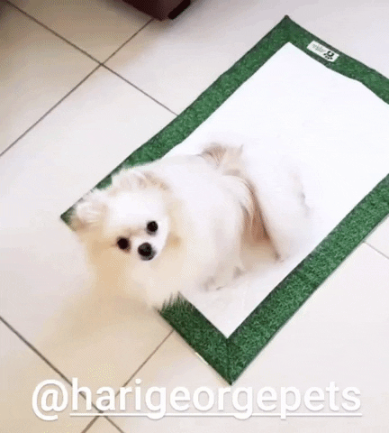 Dog Peeing GIF by Hari & George Pets
