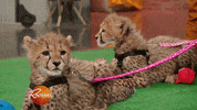 baby animal cat GIF by Rachael Ray Show