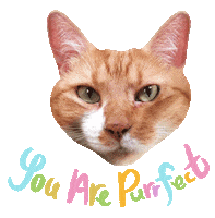 Cat Ginger Sticker