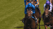 AscotRacecourse kiss celebrate run winner GIF