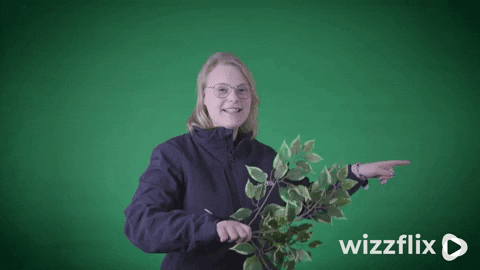 Wizzflix_ giphyupload green look good job GIF