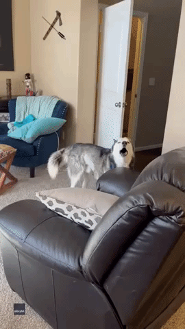 Husky and Baby Compete for Attention 