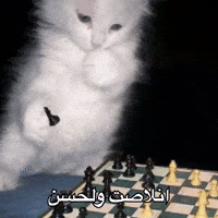 Cat Boo GIF by Bashar