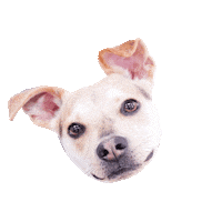 Dunkin Sticker by Simple & Sentimental