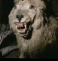 Luis5Spsplit GIF