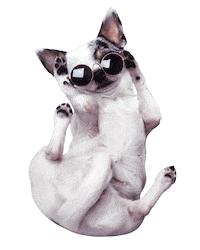Chihuahua Sticker