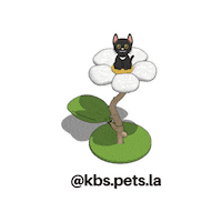 Cat Sticker by KBSPETS