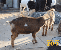 Fight Goat GIF by Brookfield Zoo