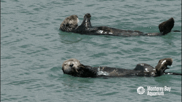 montereybayaquarium spin swimming spinning floating GIF