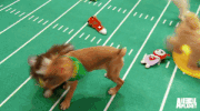 GIF by Puppy Bowl
