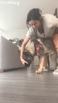 Geologist Dog Collects a Mouthful of Rocks