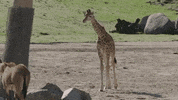 Baby Run GIF by San Diego Zoo