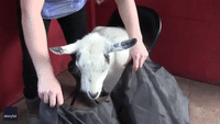 Tennessee Goat Treated to Lollipop After First Haircut