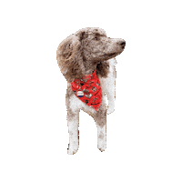 Texas Tech Raiders Sticker by Geekster Pets