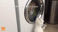 Harley the Cockatoo is Strangely Intrigued by Washing Machine