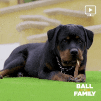 season 3 facebook watch GIF by Ball in the Family