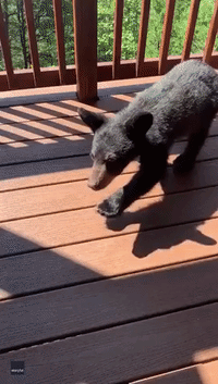 Bear Cub Interrupts Reading Time for Group of Holidaymakers