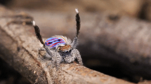 spider peacock GIF