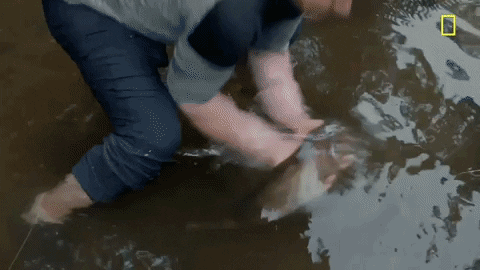 Gordon Ramsay Fishing GIF by National Geographic Channel