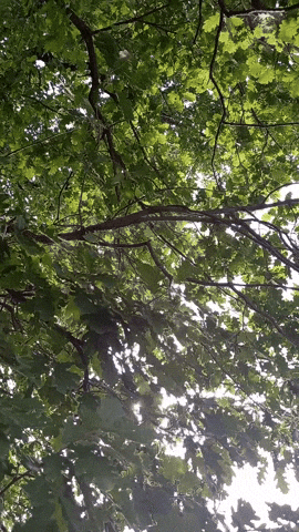 Simongip giphyupload GIF