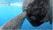 ocean sucking GIF