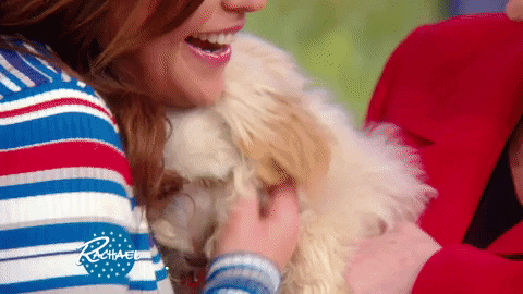 dog puppy GIF by Rachael Ray Show