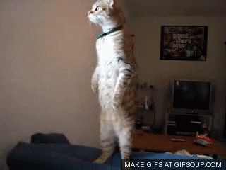 standing GIF