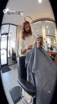 charlievanduine monkeys GIF