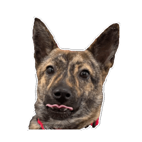 강아지 메롱 Sticker