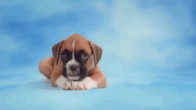 puppies awwww GIF