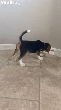 Adorable Beagle Puppy vs. Doorstop