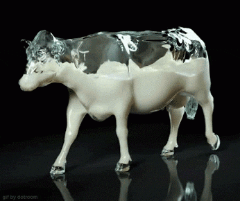 cow GIF