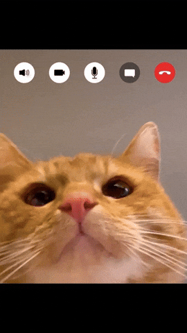 delectablescattreats giphyupload cute cat orange cat silly cat GIF