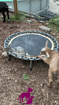 Pet GIF by Maria Johnsen