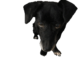 helpinganimalsromania leca hundeblick tyson-cört leca-bandita Sticker