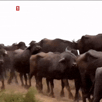 Cow Wow GIF by TRT