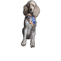 Azula Sticker by Geekster Pets