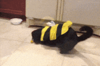 Honey Bee Want GIF