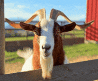 Scared Goat GIF by Catāli