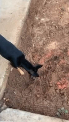 cuteanimalland giphyupload GIF
