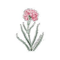 Valentines Day Pink Sticker by The Wild Curiosity