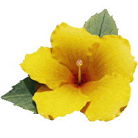 3D Flower Sticker by rvd