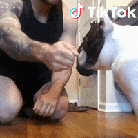 Dove Cane GIF by TikTok Italia