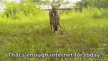 Im Out Too Much GIF by U.S. Fish and Wildlife Service