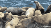 GIF by explore.org