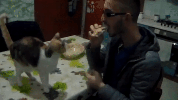 Sharing a Sandwich With Your Cat Might Be a Mistake